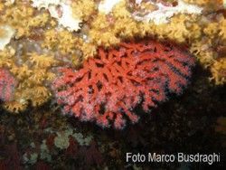 The Red Coral of Alghero Sardinia.
Olympus SP-350 with O... by Marco Busdraghi 